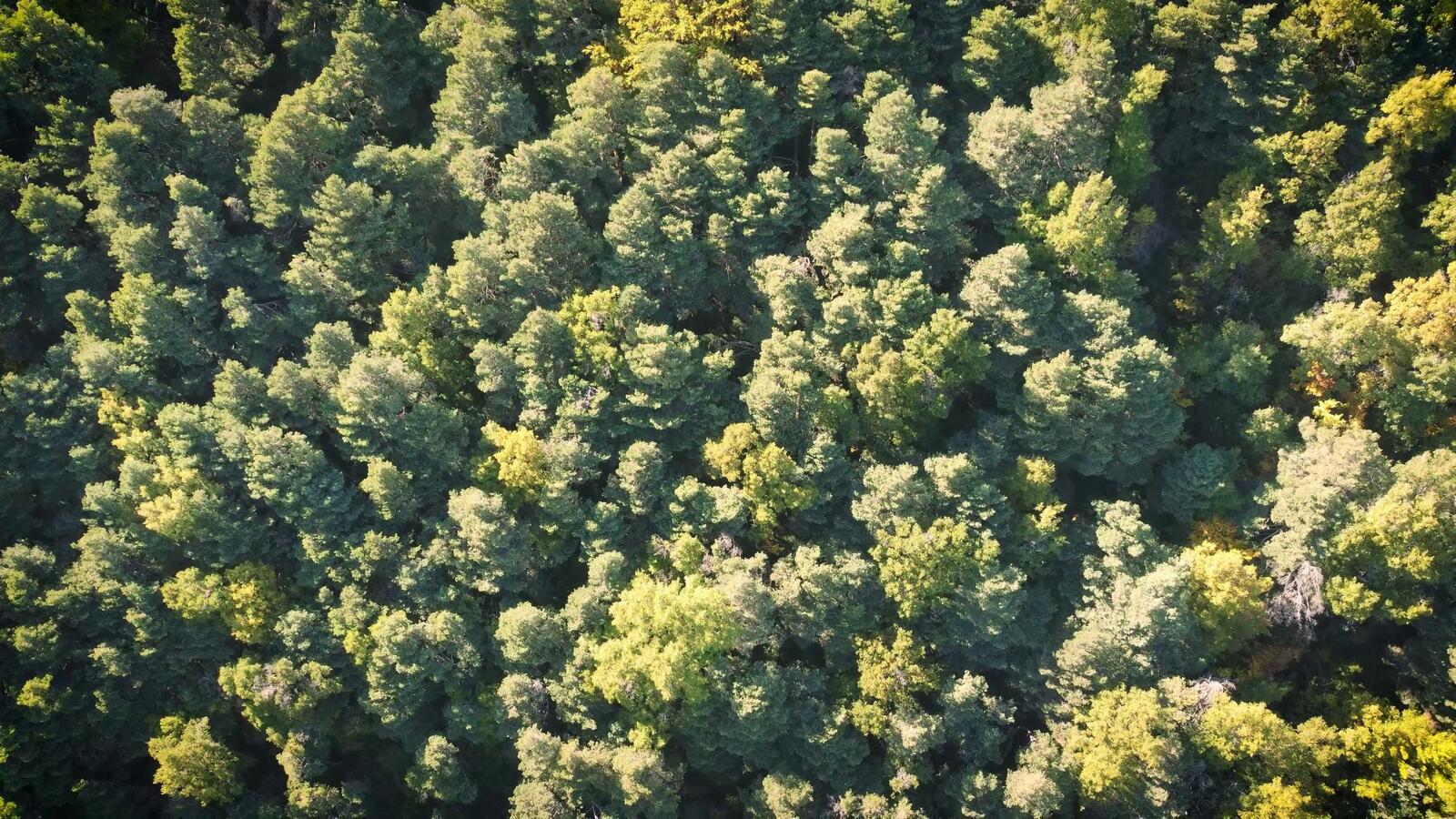 Una vista aérea de un bosque verde con árboles frondosos y follaje brillante.