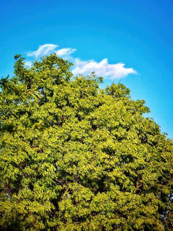 Copa verde de un árbol contrastando con un cielo azul claro.