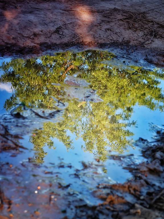 Fotografía de un árbol frondoso con hojas verdes reflejado en un charco de agua cristalina. El cielo azul y algunas nubes blancas también se reflejan en el agua. El charco está rodeado de tierra y piedras.