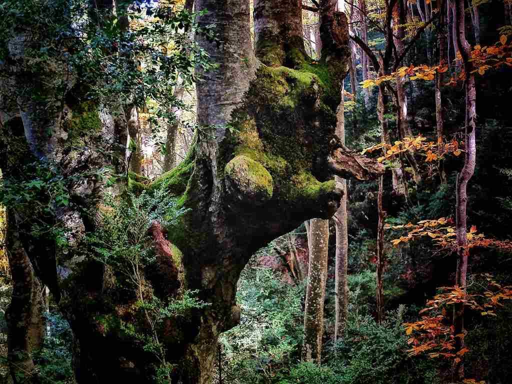 Foto de un árbol grande con musgo verde en el tronco en un bosque con hojas de colores otoñales.