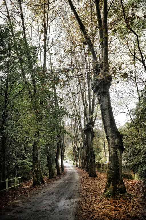 Una fotografía de un camino de tierra cubierto de hojas otoñales, rodeado de árboles desnudos.