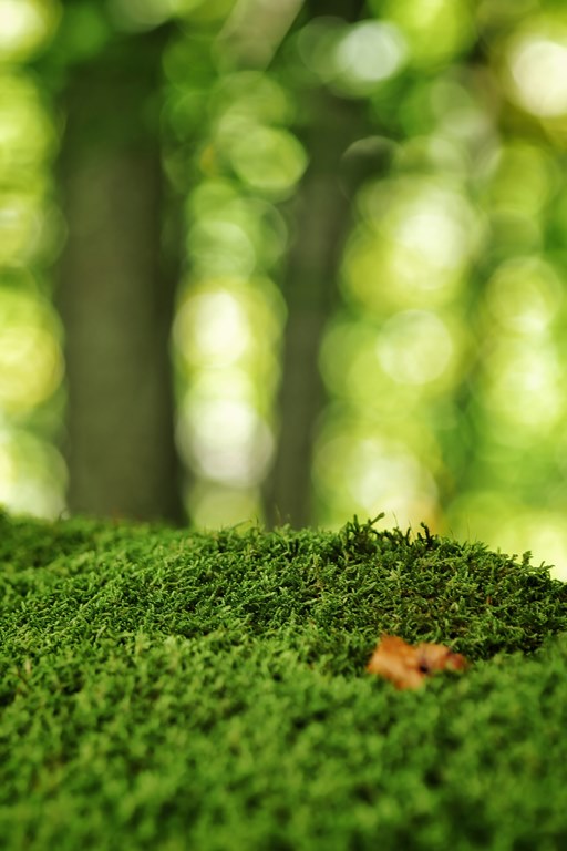 Fotografía de un primer plano de musgo verde esmeralda en el suelo del bosque, con una hoja seca sobre él.