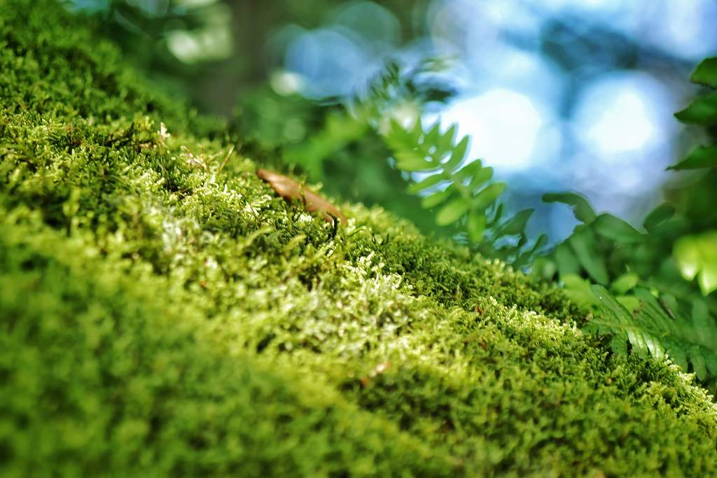 Fotografía de primer plano que muestra un manto de musgo verde esmeralda sobre una roca en el bosque. Sobre el musgo, se alzan las frondas de helechos con sus hojas verde intenso.