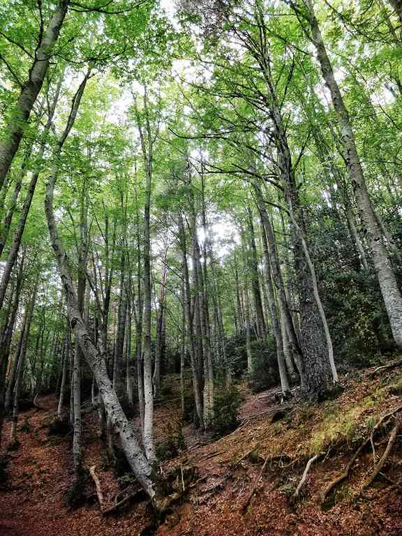 Fotografía de un bosque con árboles altos, raíces gruesas y follaje verde. El ambiente es tranquilo y sereno.