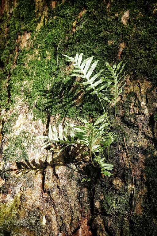 Fotografía de una rama en un bosque iluminada por los rayos del sol.