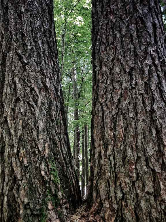 Dos troncos de árbol robustos en primer plano con un bosque verde y frondoso en el fondo.