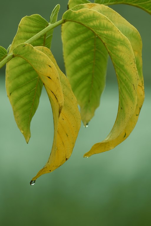 Imagen de una hoja de caucho verde con una gota de agua sobre ella.