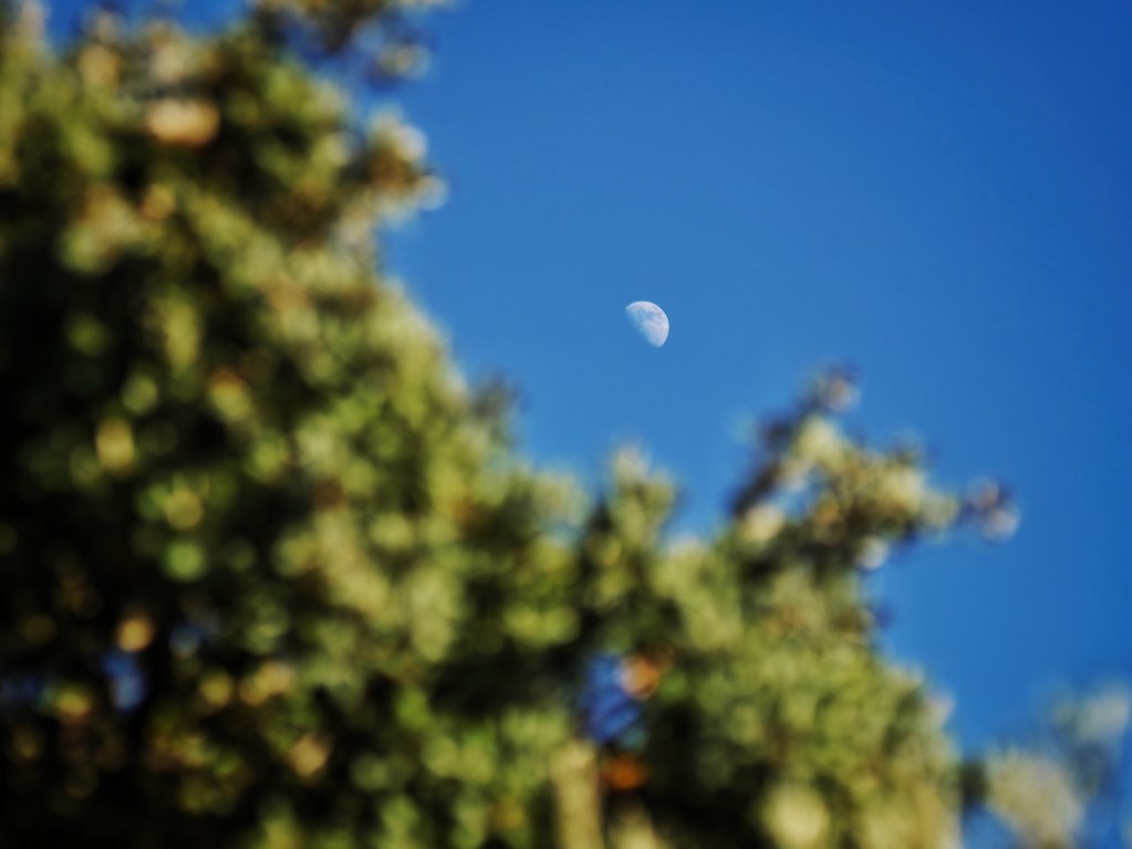 Fotografía de una media luna iluminada por el sol que se asoma detrás de un árbol frondoso en un cielo azul profundo.