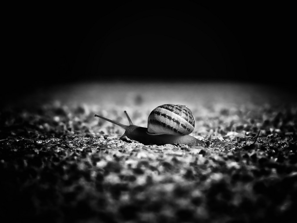 Fotografía de caracol en el sueño, en blanco y negro, en primer plano